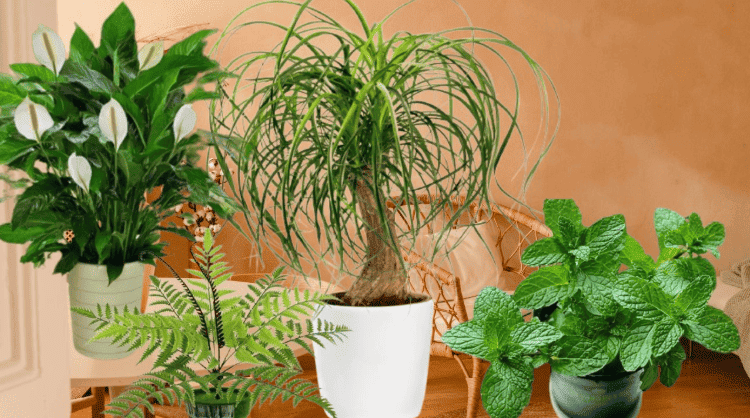 Cách chống nồm ẩm 13